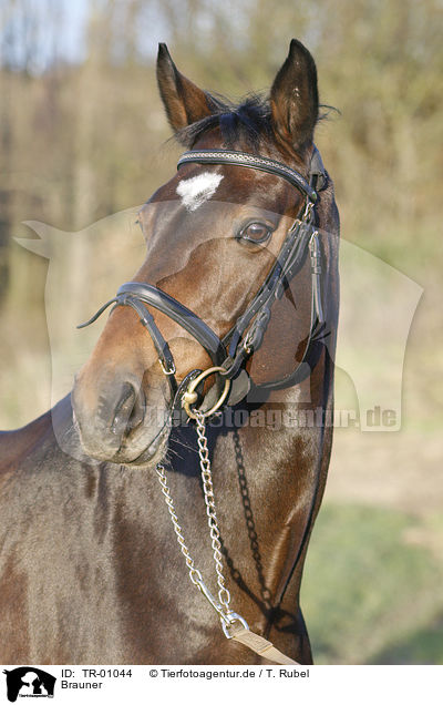 Brauner / brown horse / TR-01044