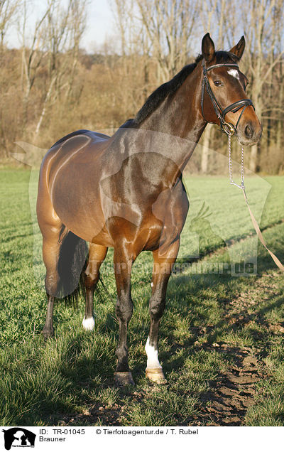 Brauner / brown horse / TR-01045