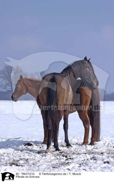 Pferde im Schnee / TM-01010