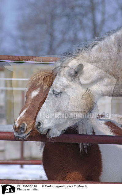 Pferdeverhalten / horses / TM-01016
