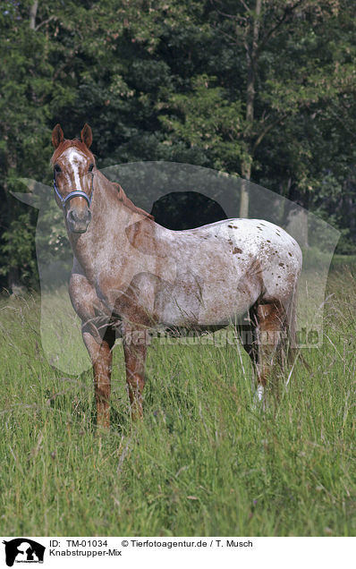 Knabstrupper-Mix / Knabstrupper-crossbreed / TM-01034