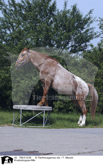 Knabstrupper-Mix / Knabstrupper-crossbreed / TM-01038
