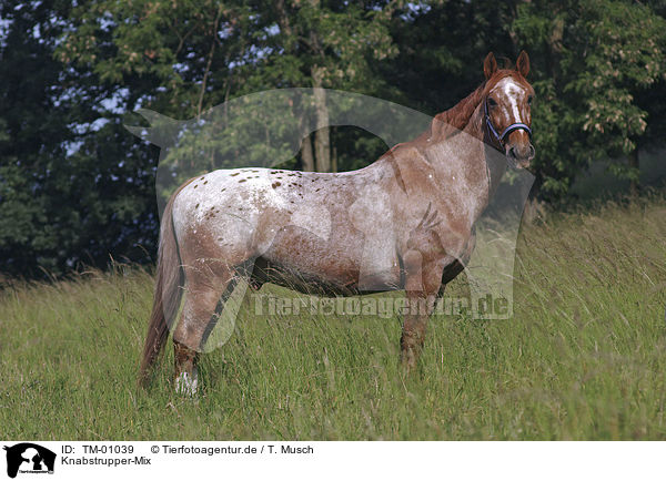 Knabstrupper-Mix / Knabstrupper-crossbreed / TM-01039