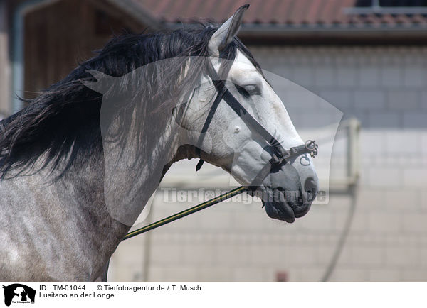 Lusitano an der Longe / TM-01044