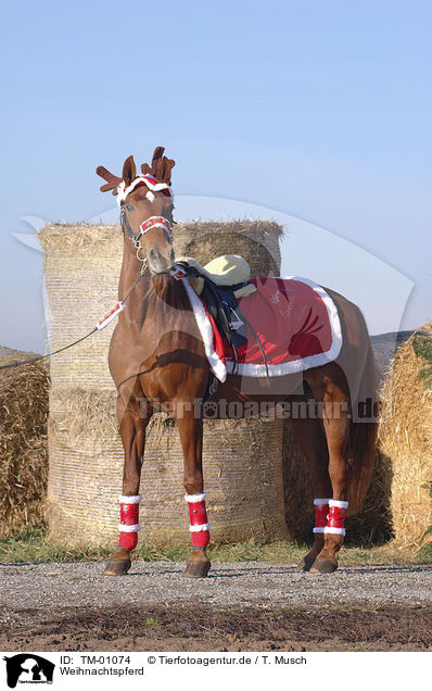 Weihnachtspferd / TM-01074