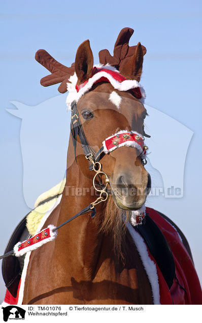 Weihnachtspferd / christmas horse / TM-01076