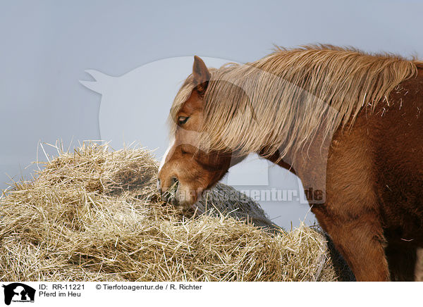 Pferd im Heu / horse in hay / RR-11221