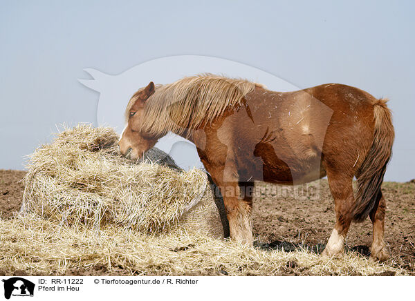 Pferd im Heu / horse in hay / RR-11222
