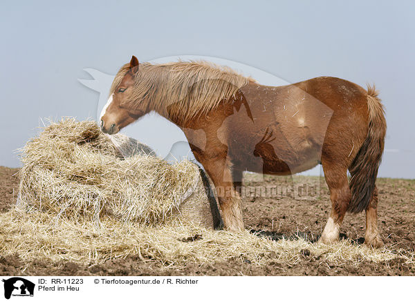 Pferd im Heu / horse in hay / RR-11223