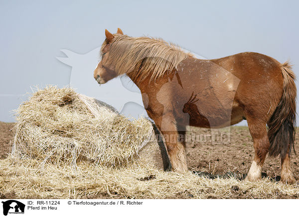 Pferd im Heu / horse in hay / RR-11224