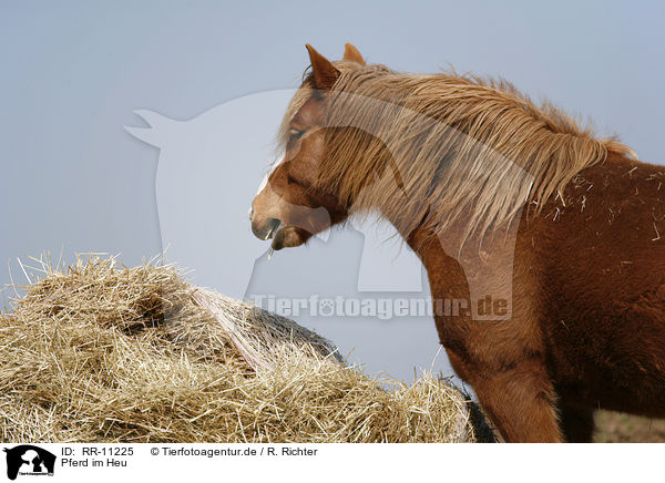 Pferd im Heu / horse in hay / RR-11225