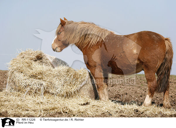 Pferd im Heu / horse in hay / RR-11226