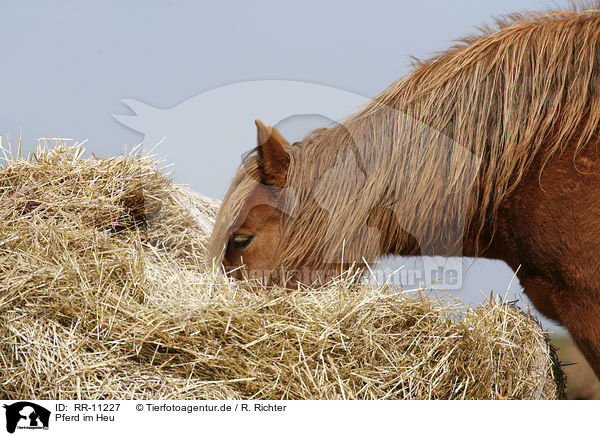 Pferd im Heu / horse in hay / RR-11227