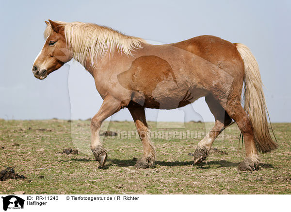 Haflinger / Haflinger / RR-11243