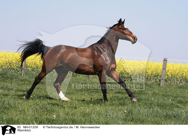Warmblut / brown horse / MH-01206