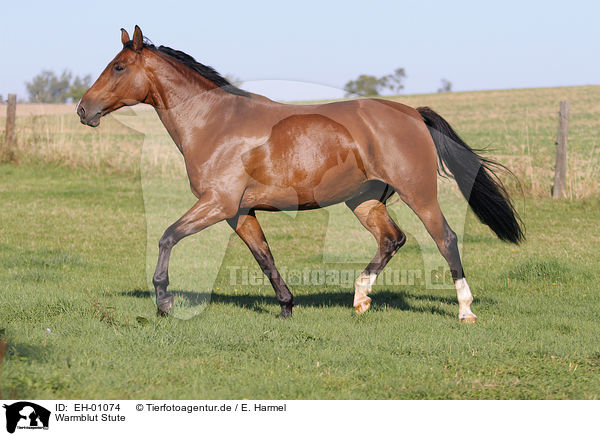Warmblut Stute / EH-01074