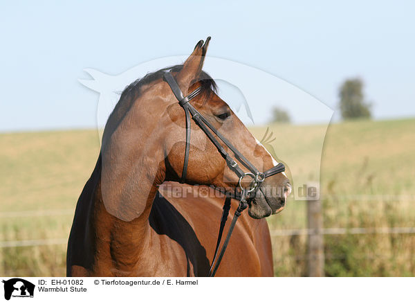 Warmblut Stute / horse / EH-01082