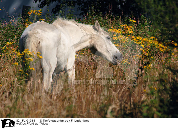 weies Pferd auf Wiese / FL-01384