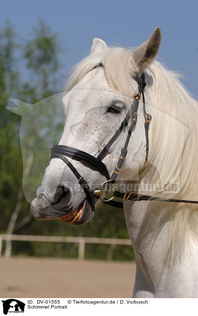 Schimmel Portrait / white horse / DV-01555
