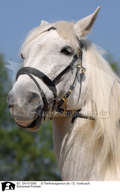 Schimmel Portrait / white horse / DV-01556