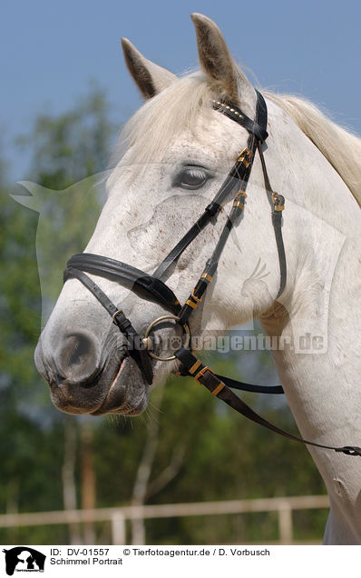 Schimmel Portrait / white horse / DV-01557