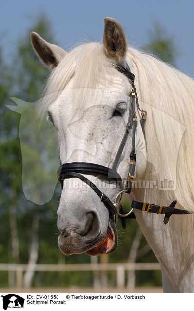 Schimmel Portrait / white horse / DV-01558