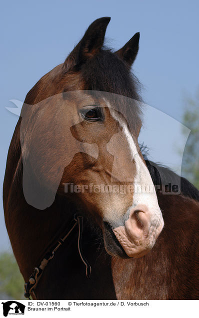 Brauner im Portrait / brown horse / DV-01560
