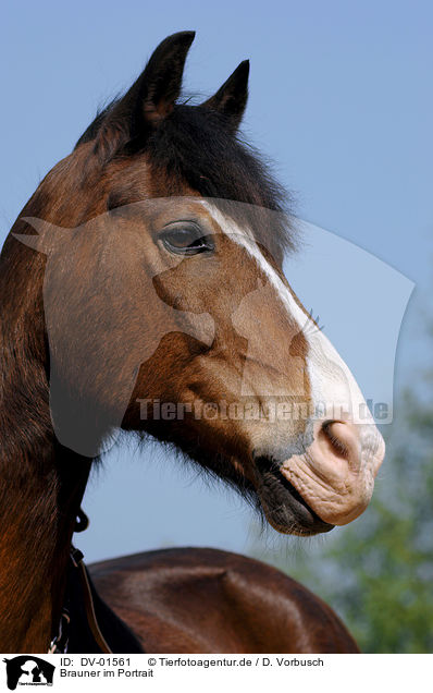 Brauner im Portrait / brown horse / DV-01561