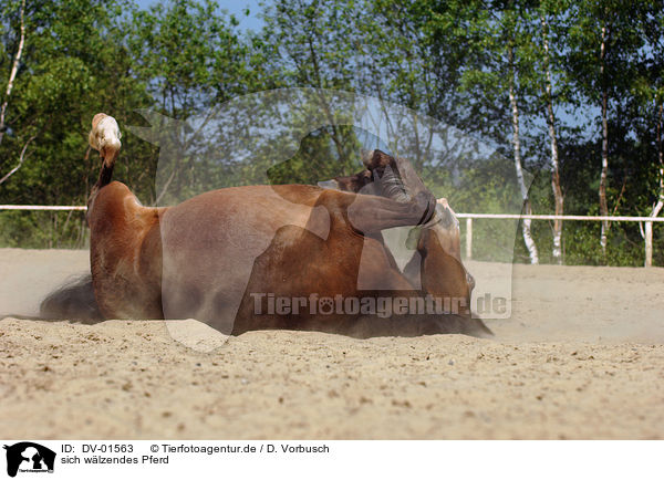 sich wlzendes Pferd / wallowing horse / DV-01563