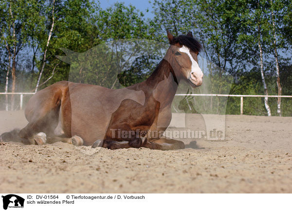 sich wlzendes Pferd / wallowing horse / DV-01564