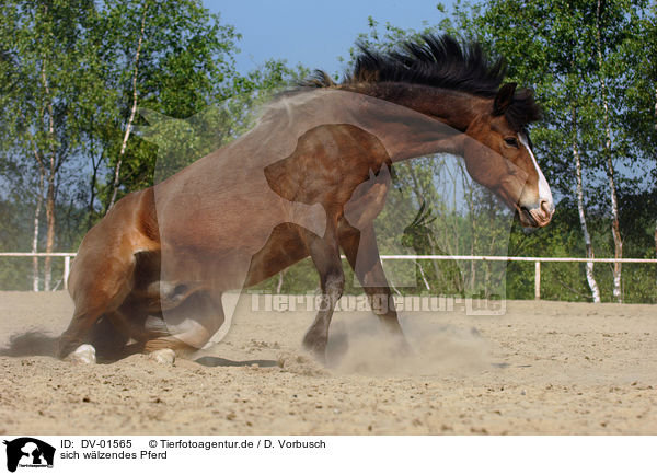 sich wlzendes Pferd / wallowing horse / DV-01565
