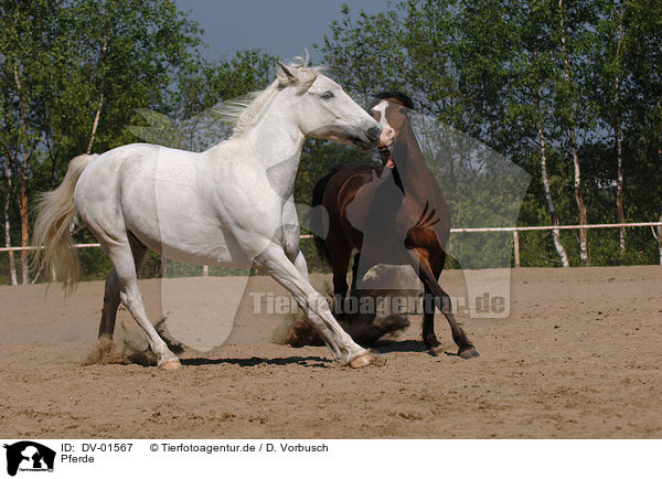 Pferde / horses / DV-01567