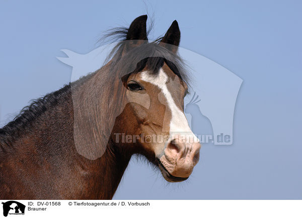Brauner / brown horse / DV-01568