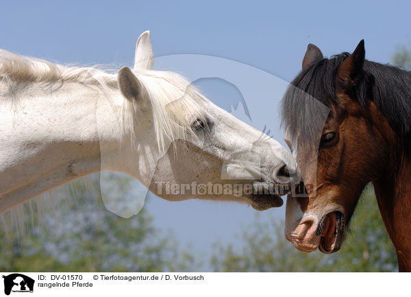 rangelnde Pferde / horses / DV-01570