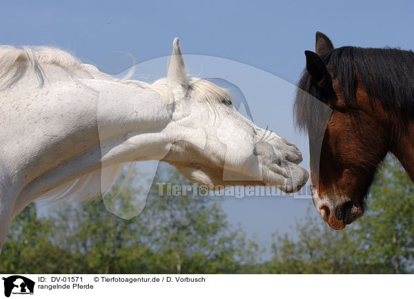 rangelnde Pferde / horses / DV-01571