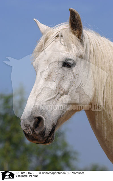 Schimmel Portrait / white horse / DV-01572