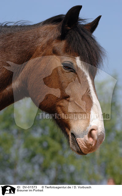 Brauner im Portrait / brown horse / DV-01573