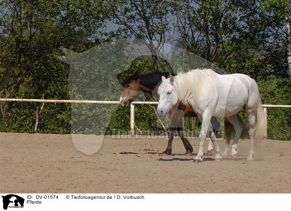 Pferde / horses / DV-01574