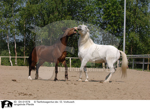 rangelnde Pferde / horses / DV-01578