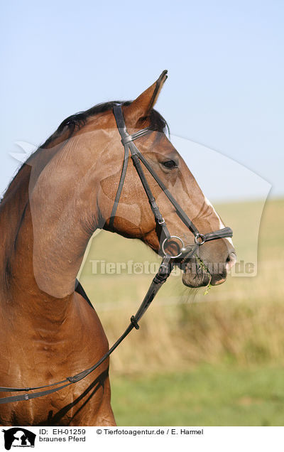 braunes Pferd / brown horse / EH-01259