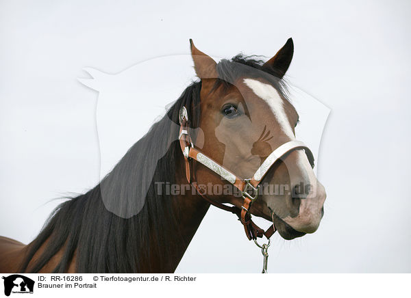 Brauner im Portrait / brown horse / RR-16286
