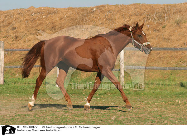 trabender Sachsen Anhaltiner / SS-10977