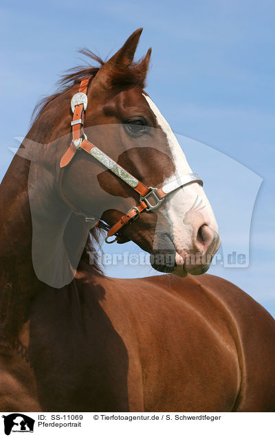 Pferdeportrait / horse portrait / SS-11069