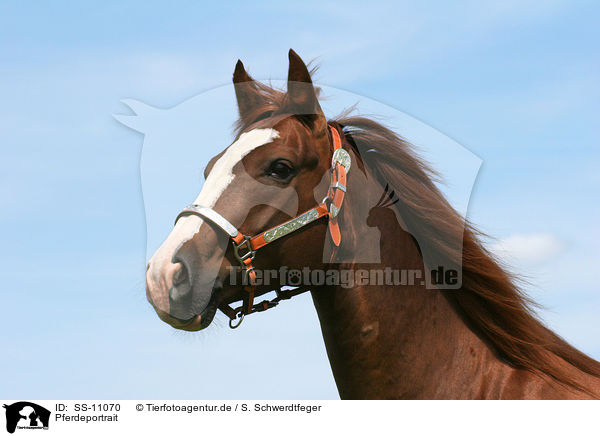 Pferdeportrait / horse portrait / SS-11070