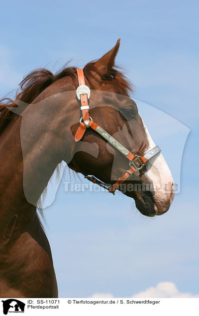Pferdeportrait / horse portrait / SS-11071