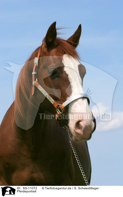 Pferdeportrait / horse portrait / SS-11072