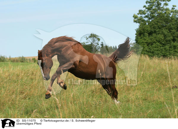 bermtiges Pferd / cocky horse / SS-11075