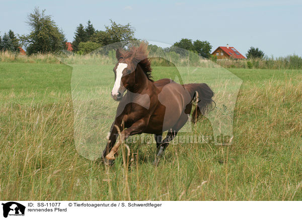 rennendes Pferd / running horse / SS-11077
