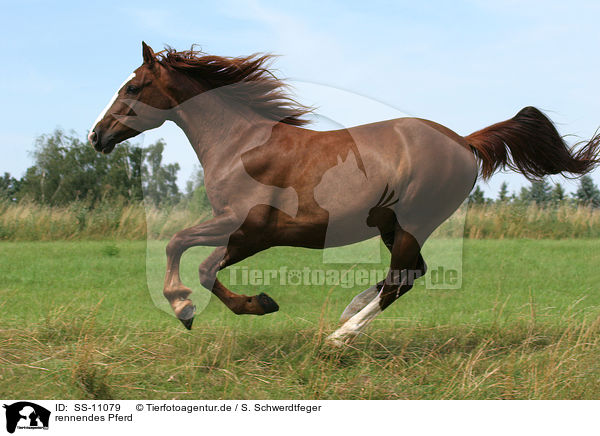 rennendes Pferd / running horse / SS-11079