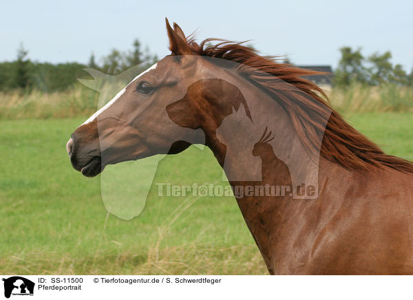 Pferdeportrait / horse portrait / SS-11500